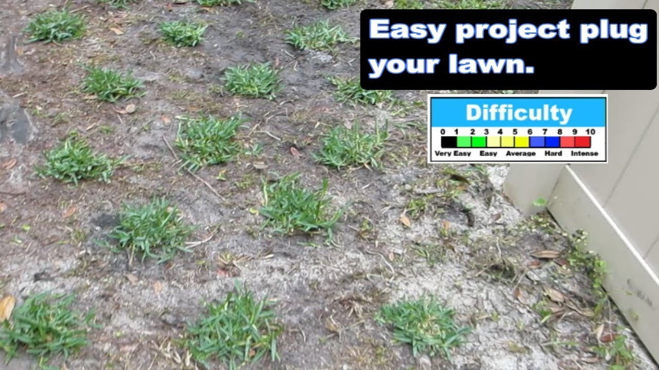 How to Make St Augustine Grass Plugs