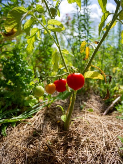How to Mulch Tomatoes