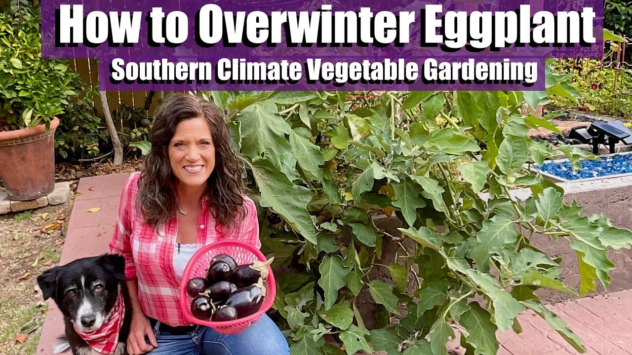 How to Overwinter Eggplant