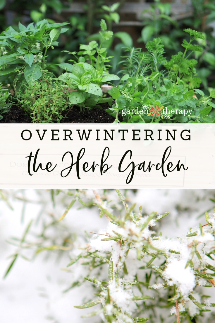 How to Overwinter Herbs