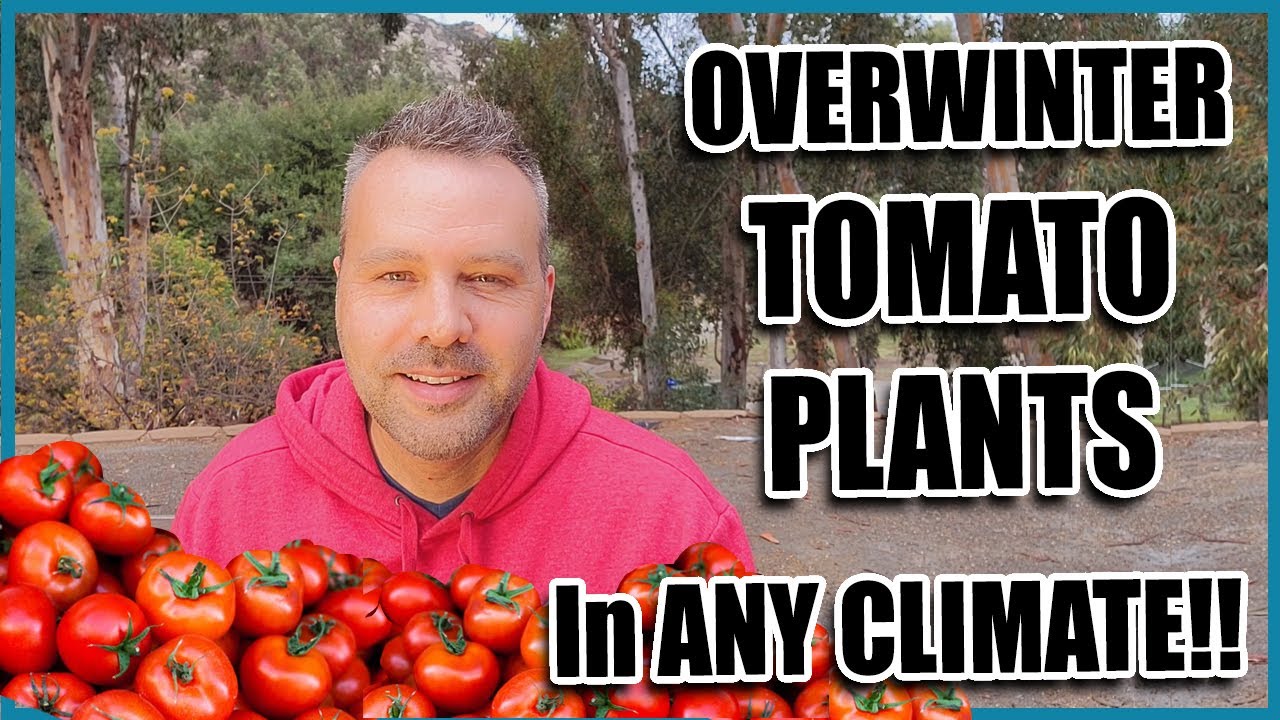 How to Overwinter Tomato Plants