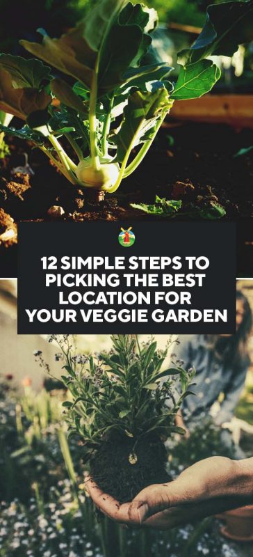 How to Pick the Best Spot for a Garden