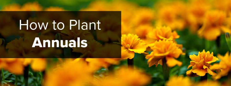 How to Plant Annual Flowers