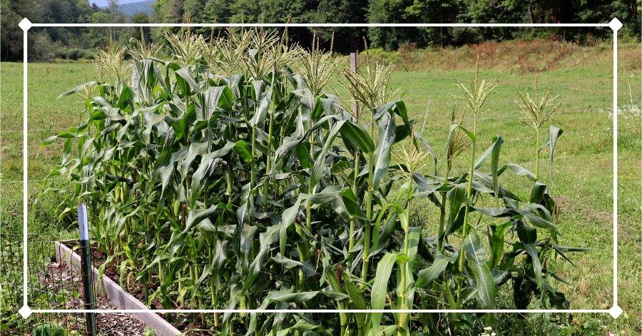 How to Plant Corn in a Raised Bed