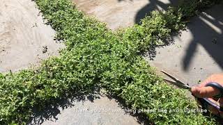 How to Plant Creeping Thyme between Pavers
