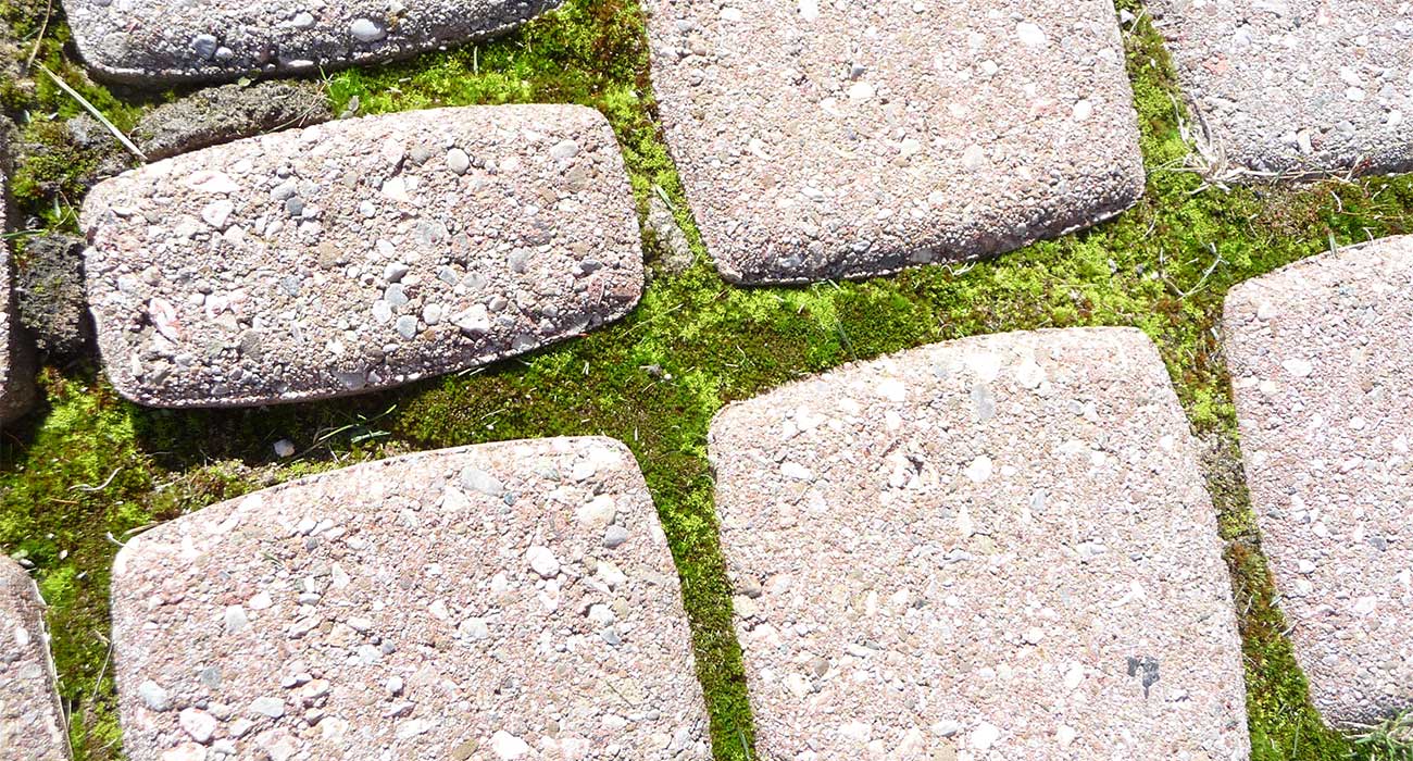 How to Plant Moss between Pavers