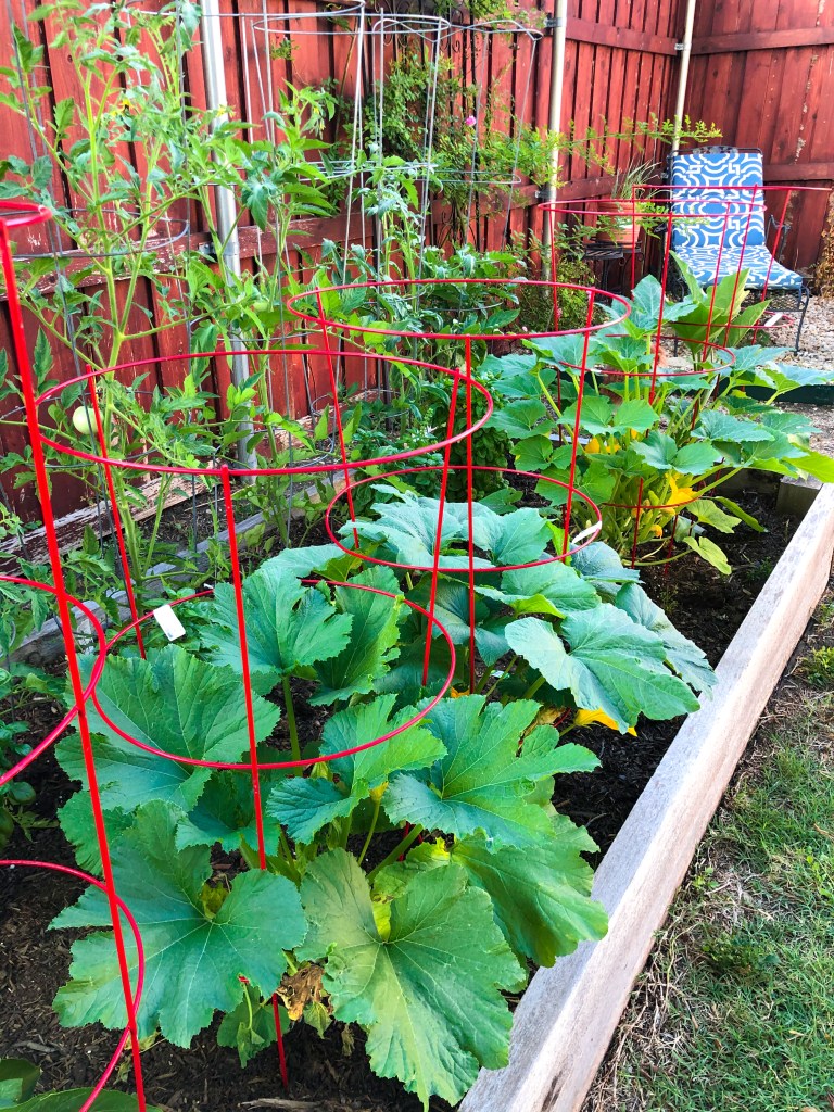 How to Plant Squash in a Raised Bed