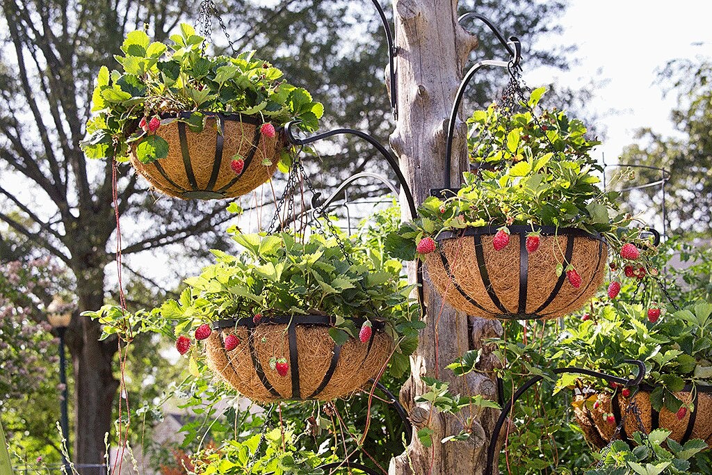 How to Plant Strawberry Hanging Basket