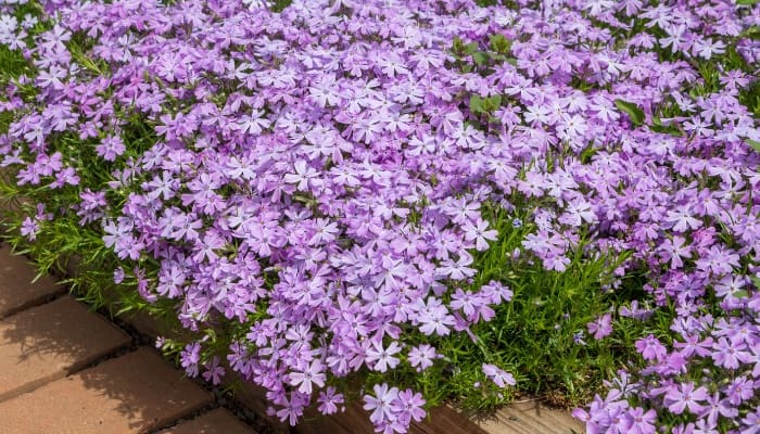 How to Prepare Phlox for Winter