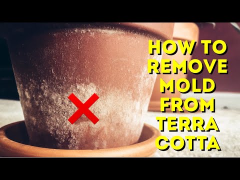 How to Prevent Mold on Terracotta Pots