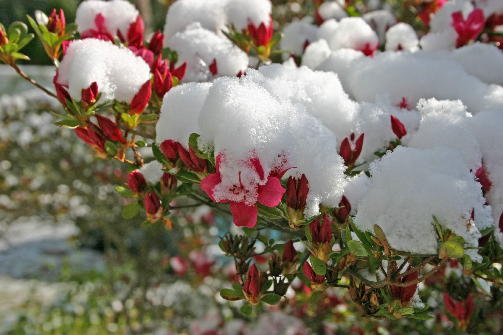 How to Protect Azaleas in Winter