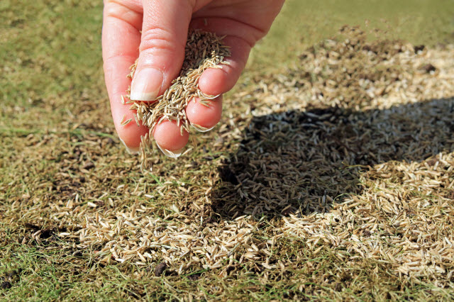 How to Protect New Grass Seedlings from Frost