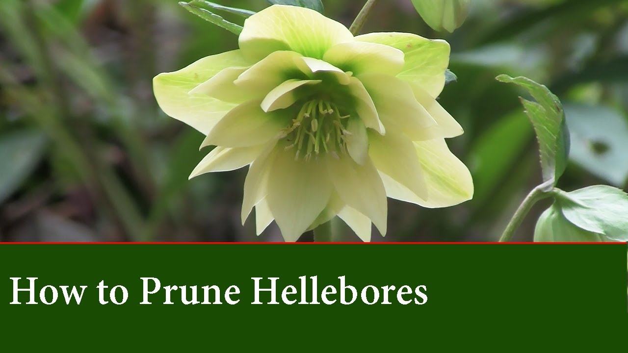 How to Prune a Hellebore