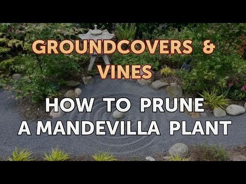 How to Prune a Mandevilla Plant