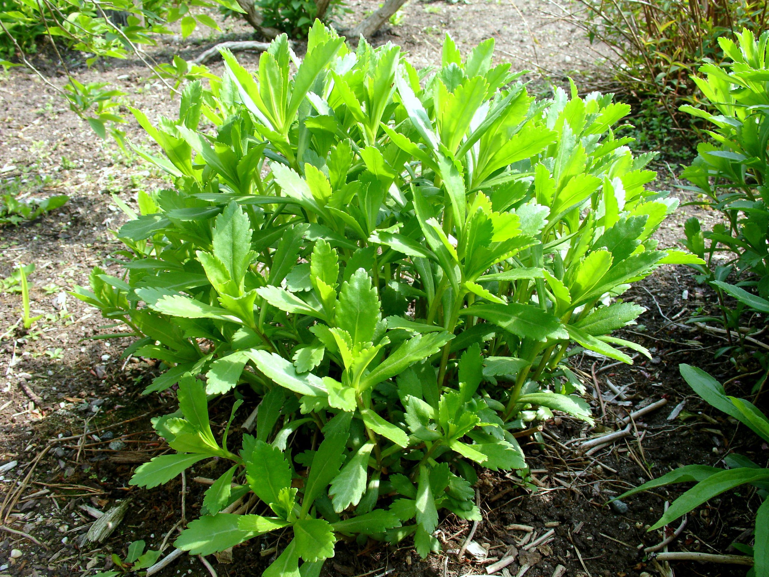 How to Prune a Montauk Daisy