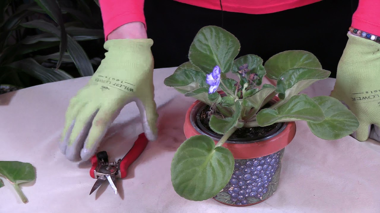 How to Prune African Violet