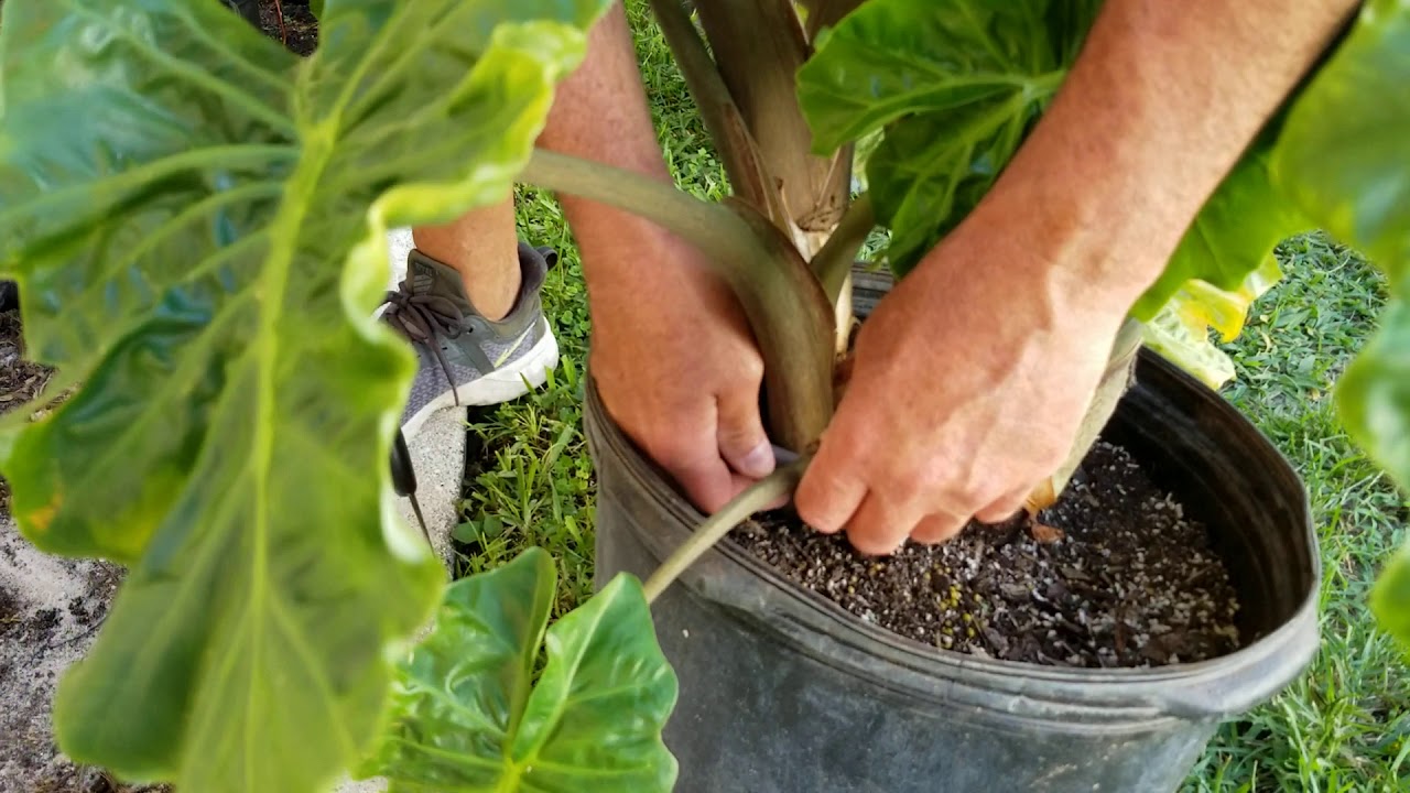 How to Prune Alocasia