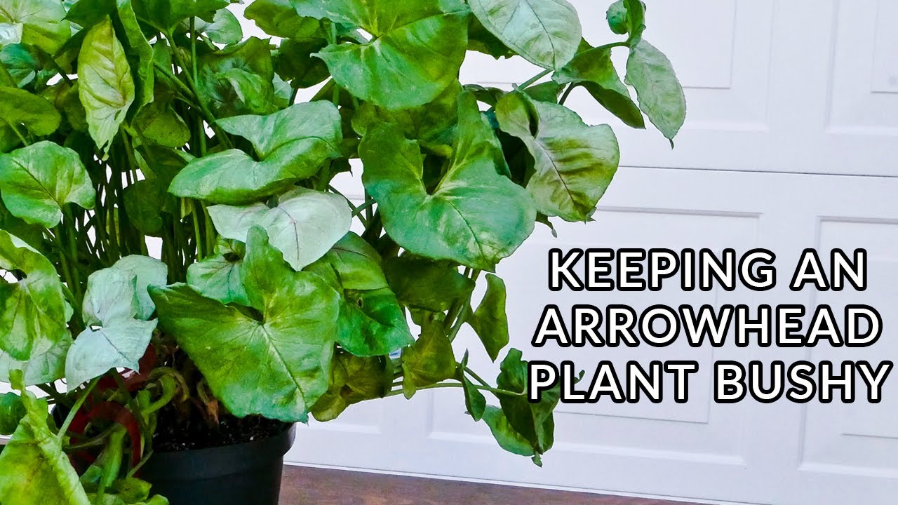 How to Prune Arrowhead Plant