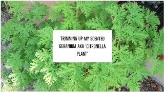 How to Prune Citronella Plant for Winter