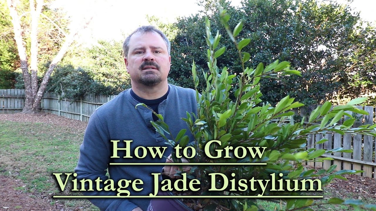 How to Prune Distylium