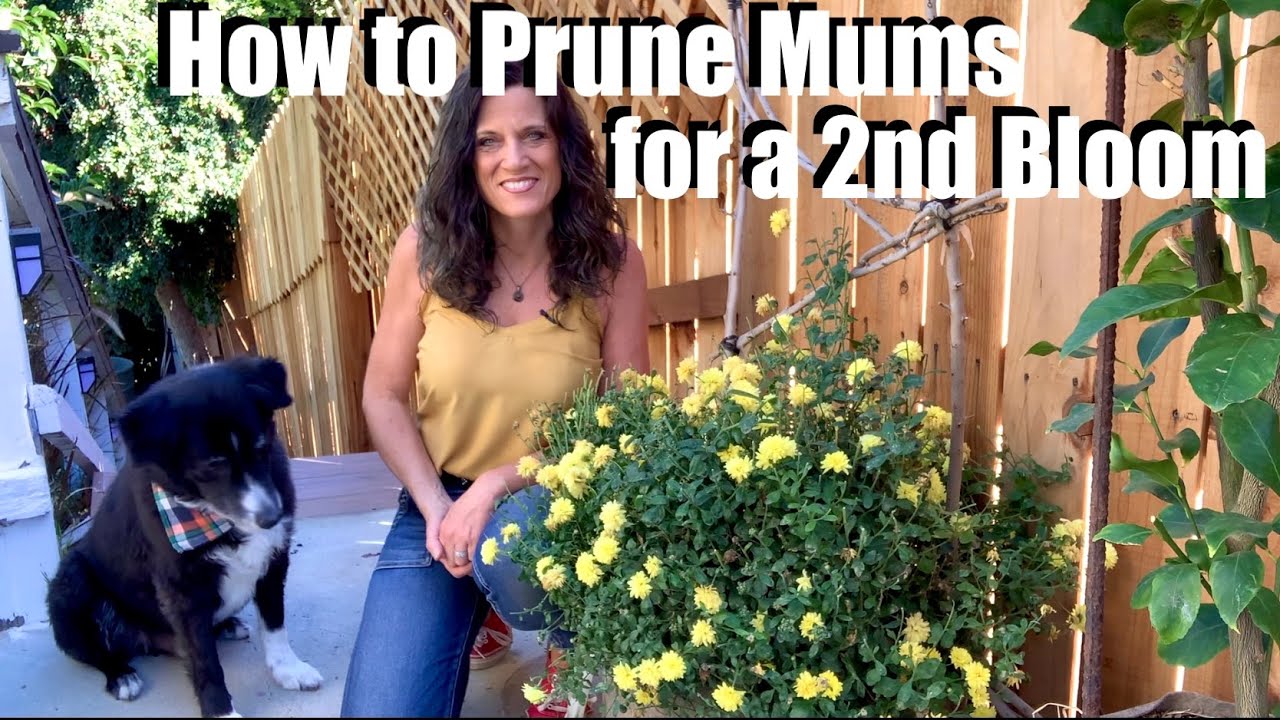 How to Prune Mums in Fall