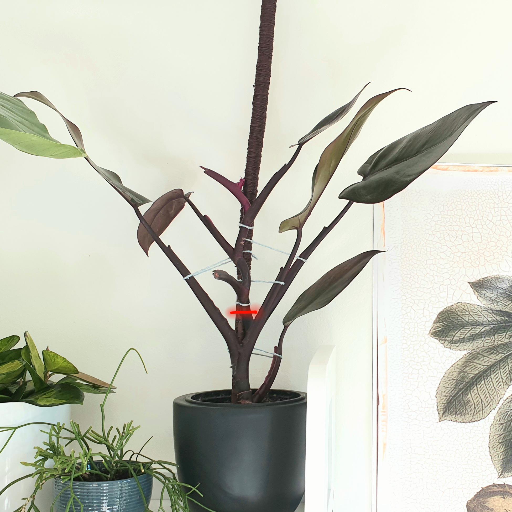 How to Prune Philodendron Pink Princess