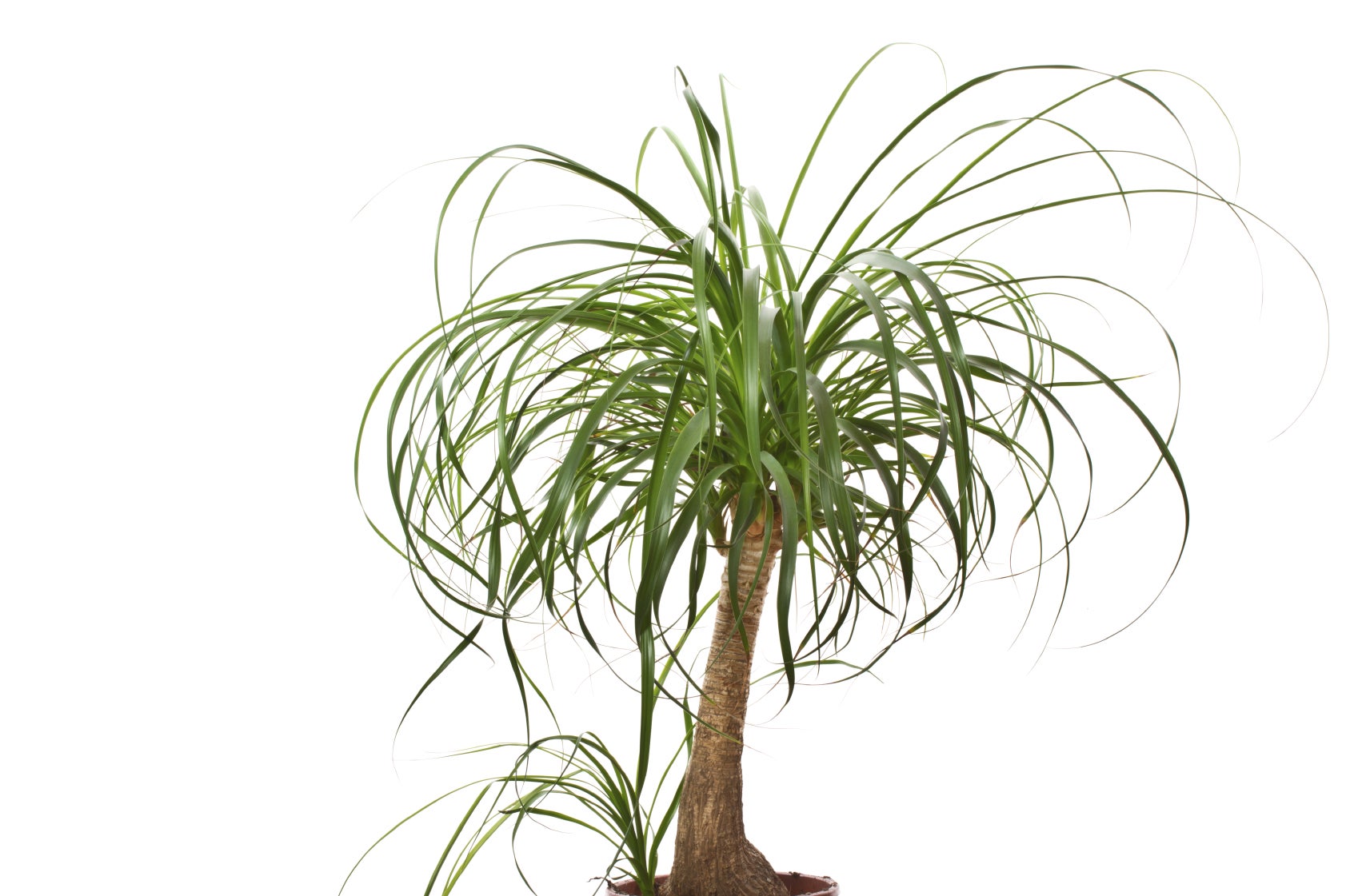 How to Prune Ponytail Palm