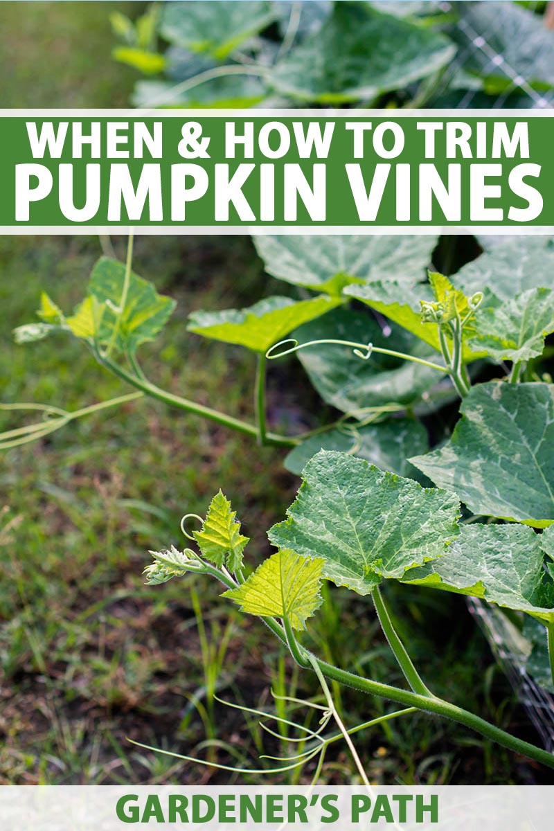 How to Prune Pumpkins