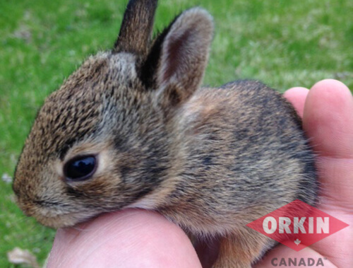 How to Remove Rabbit Poop from Yard