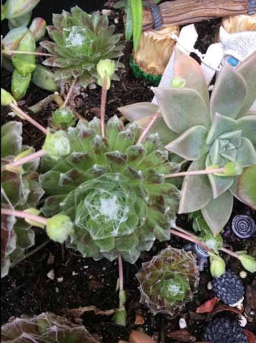 How to Remove Succulent Offshoots