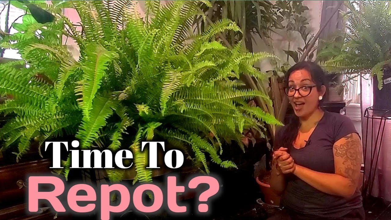 How to Repot a Fern