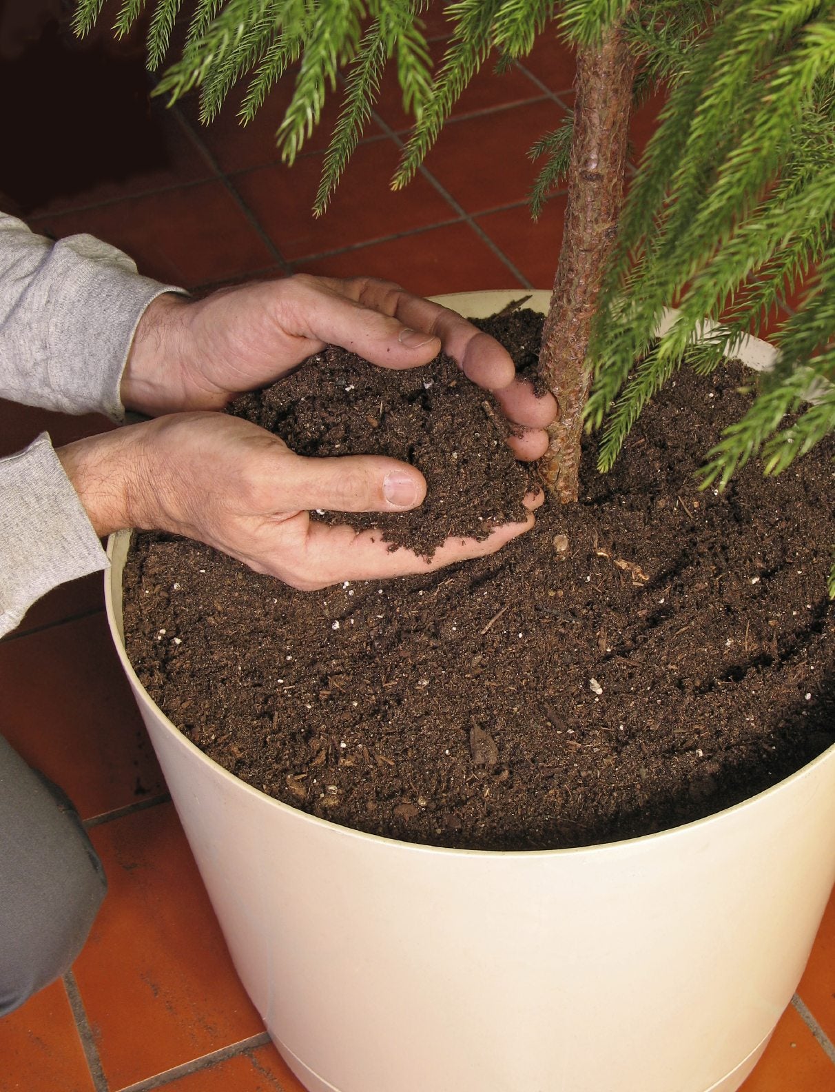 How to Repot a Large Plant