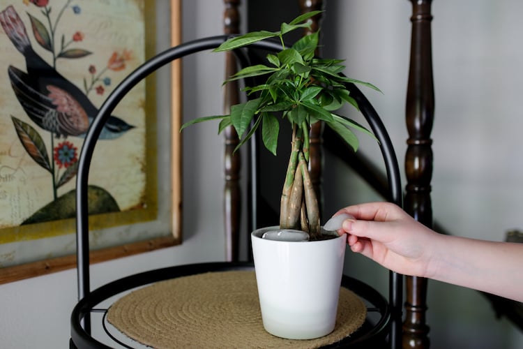 How to Repot a Money Tree