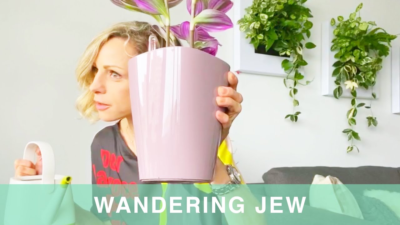 How to Repot a Wandering Jew