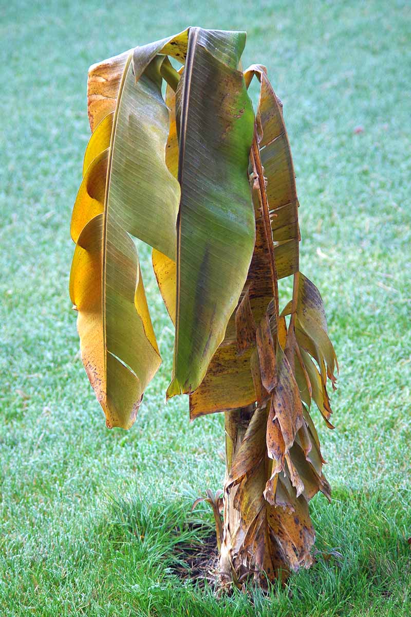 How to Revive a Banana Plant