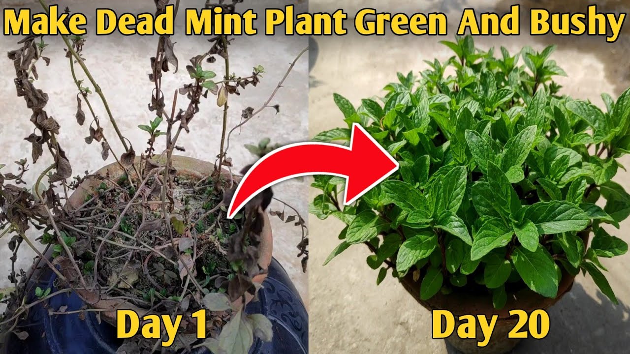 How to Revive a Dead Mint Plant