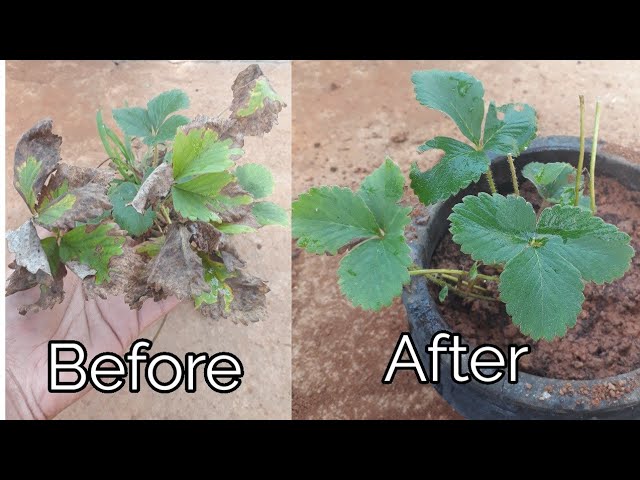 How to Revive a Dying Strawberry Plant