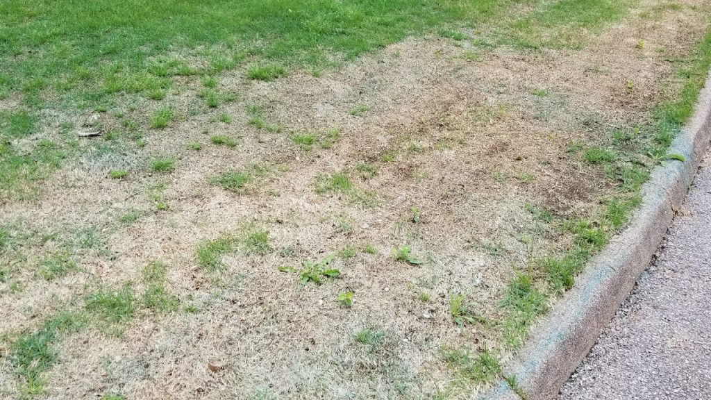 How to Revive Dead Zoysia Grass Step by Step Guide (2024)