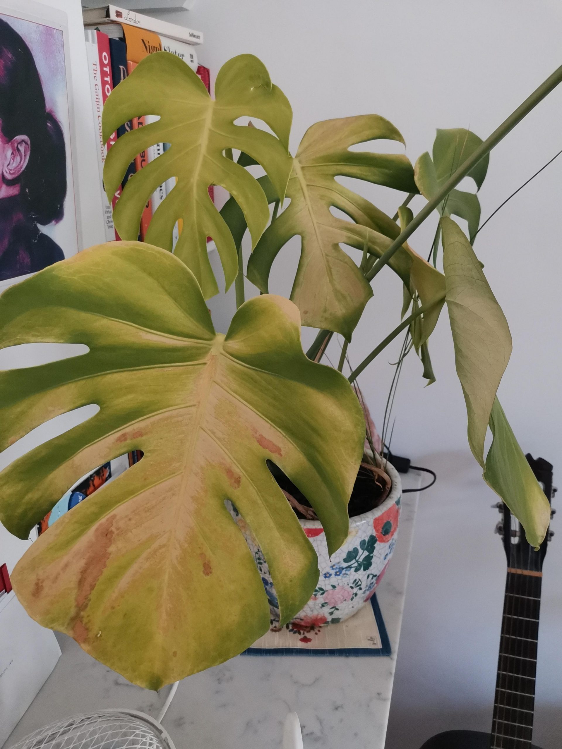 How to Revive Monstera Plant