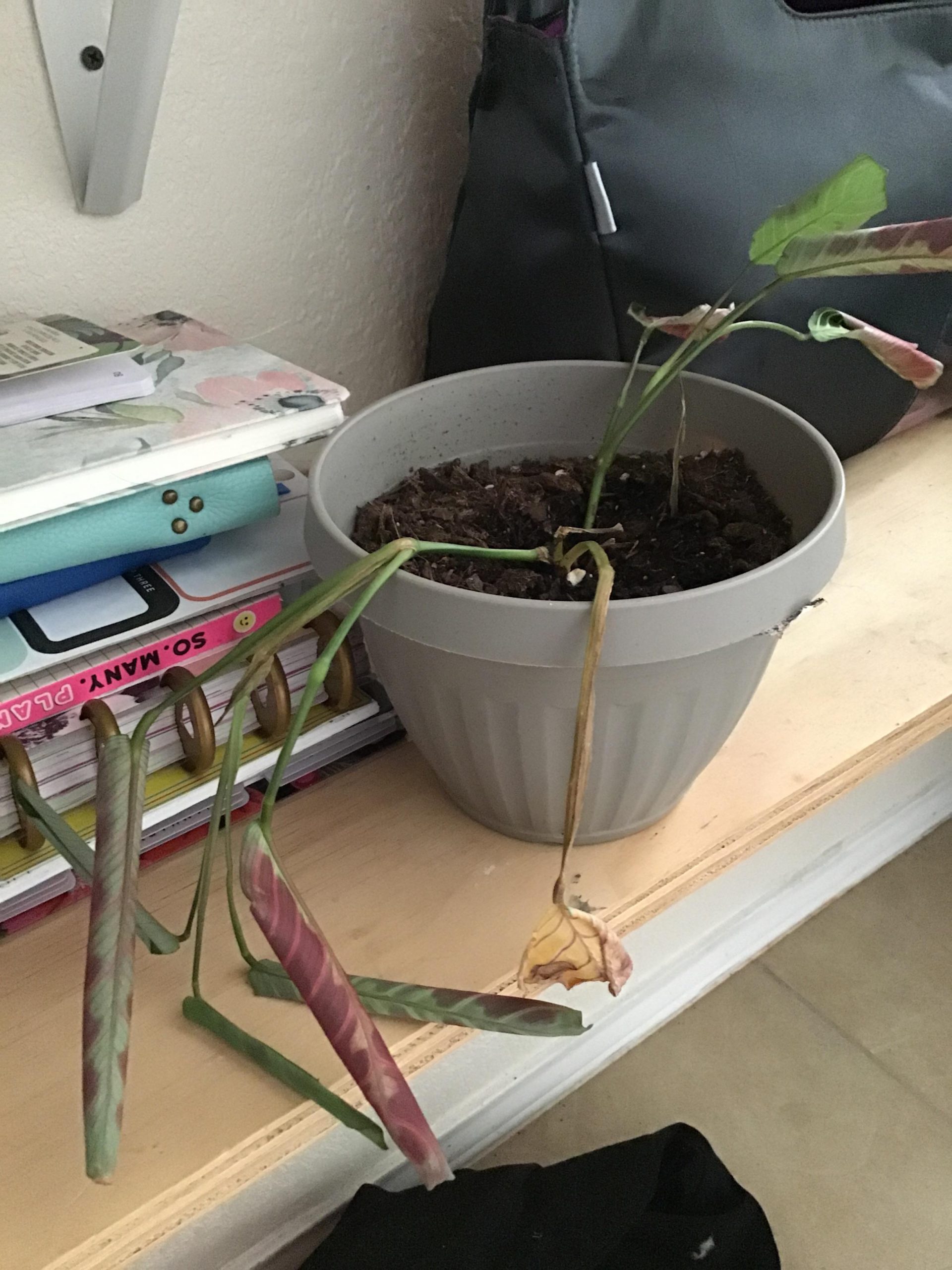 How to Revive Prayer Plant