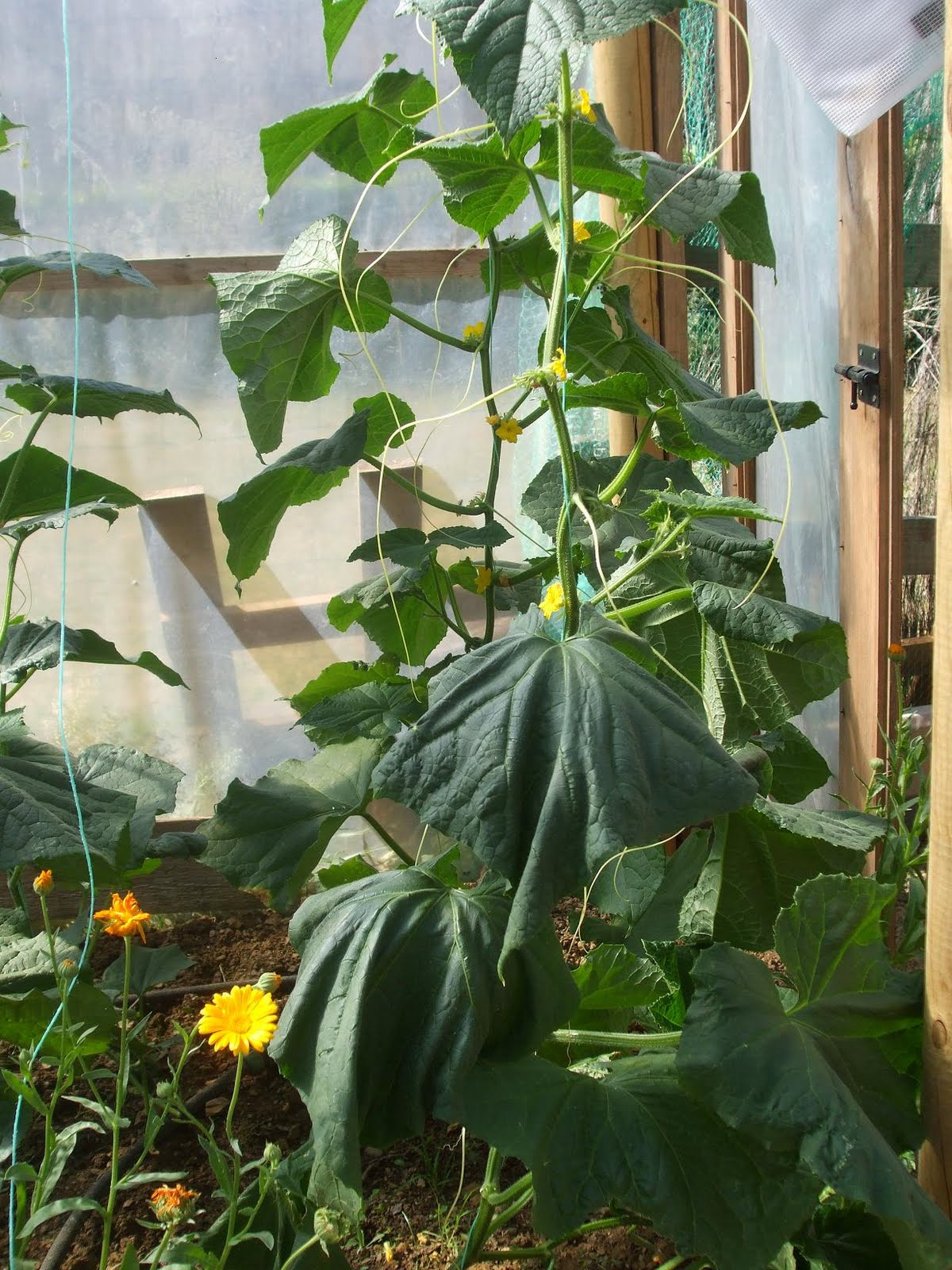 How to Revive Wilted Cucumber Plant
