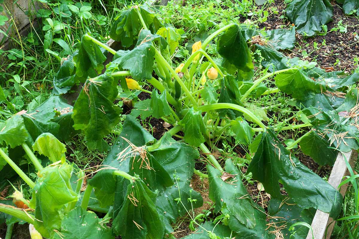 How to Revive Wilted Zucchini Plant