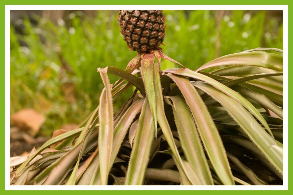 How to Save a Dying Pineapple Plant