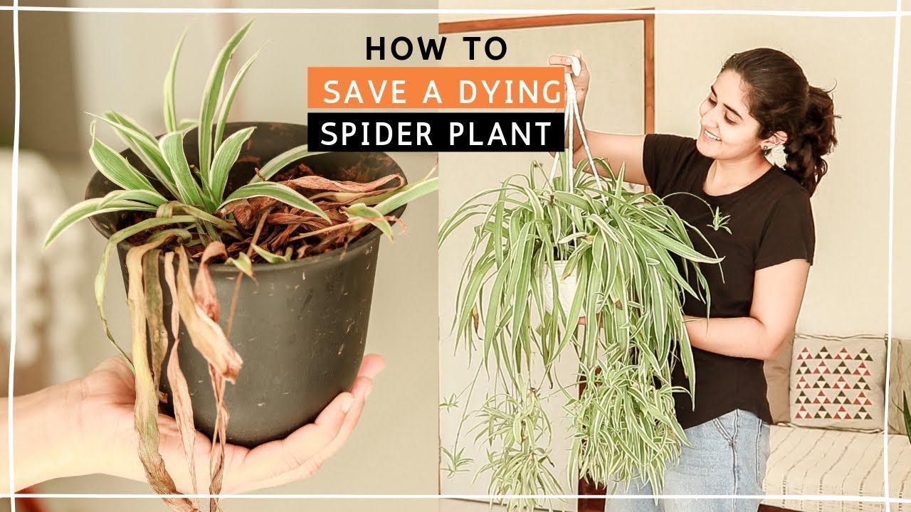 How to Save a Spider Plant