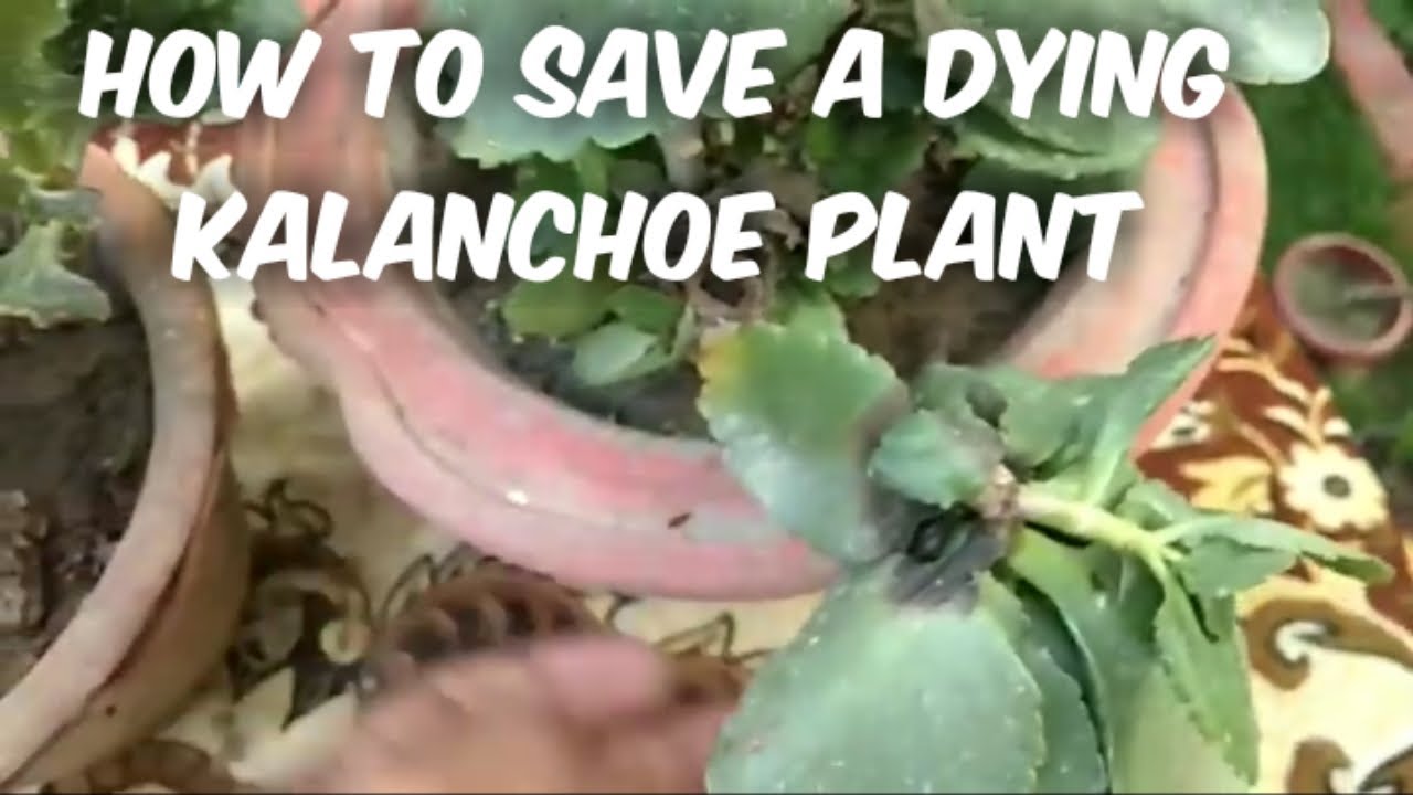 How to Save Dying Kalanchoe Plant