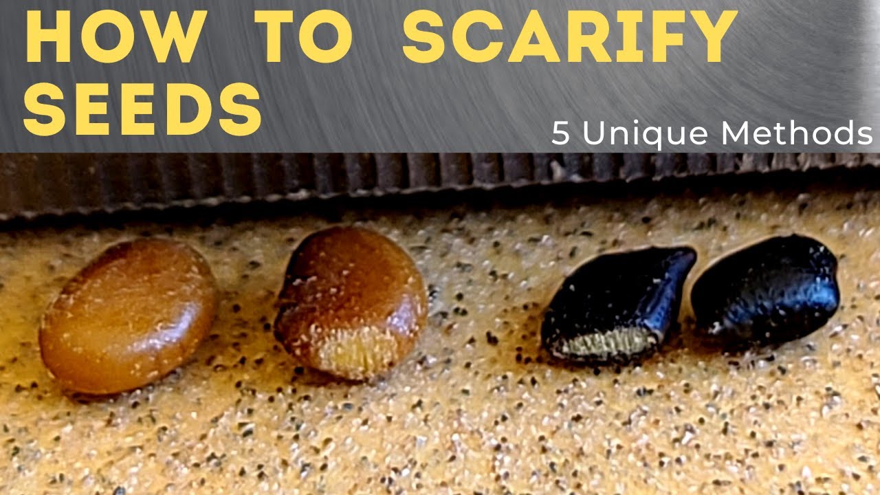 How to Scarify Seeds