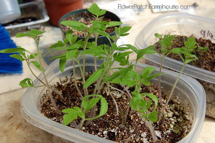 How to Separate Seedlings Without Killing Them