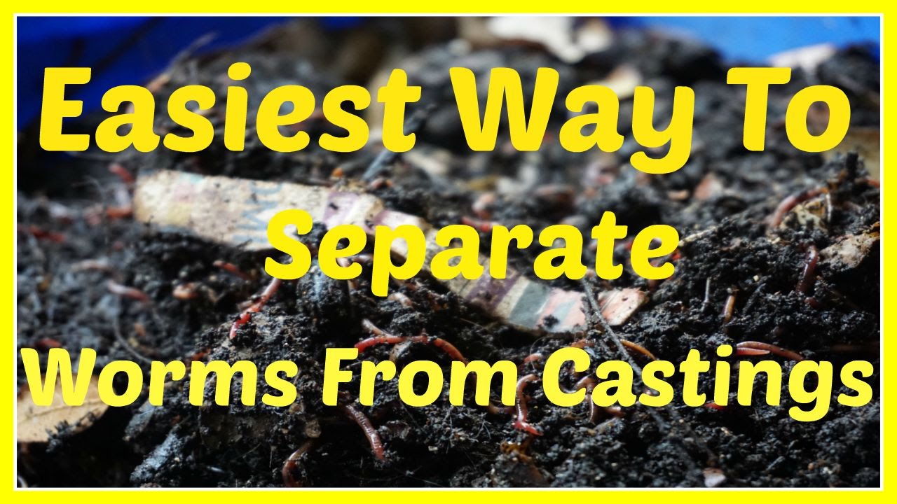 How to Separate Worms from Compost