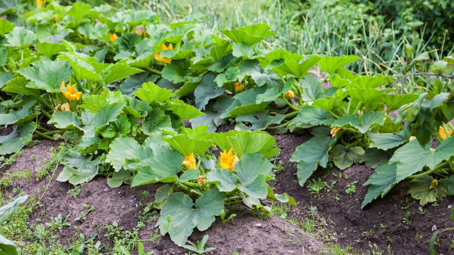 How to Space Zucchini Plants Step by Step Guide (2024)