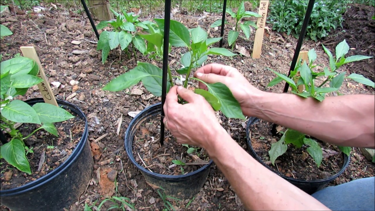 How to Stake Bell Pepper Plants